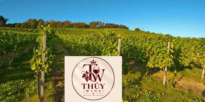 Kết quả hình ảnh cho jarosse bordeaux 2017