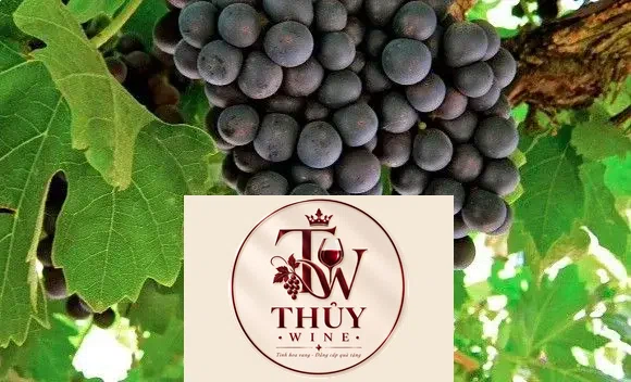 Vang Ý CAMPO DEI FIORI 1988 PRIMITIVO SALENTO