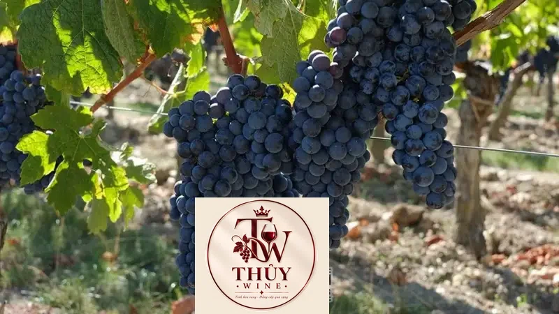 Vang Pháp CHATEAU LEYDET VALENTIN SAINT EMILION GRAND CRU
