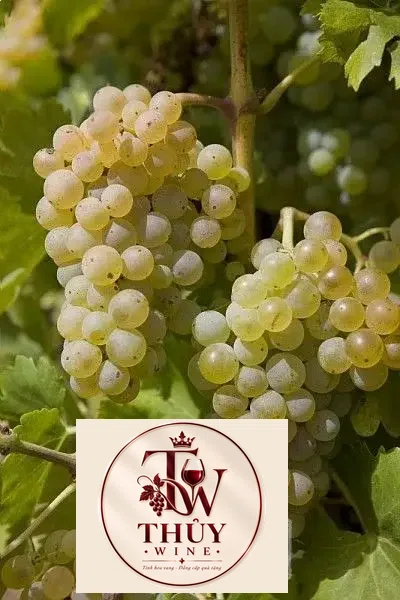 Káº¿t quáº£ hÃ¬nh áº£nh cho la fiole grenache blanc clairette viognier