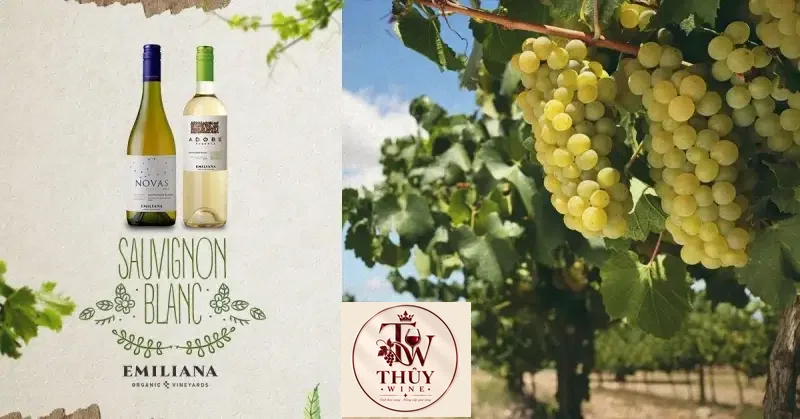 Vang Chile NOVAS Gran Reserva Chardonnay