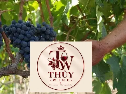 Rượu Vang Ý DIMATTEO NEGROAMARO PUGLIA 16 độ
