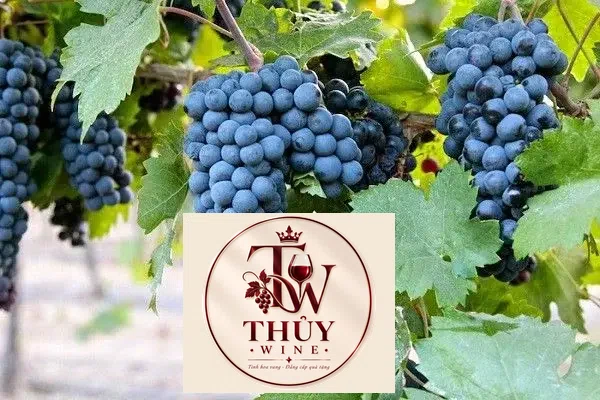 Vang Ý PASSORANO PUGLIA ROSSO
