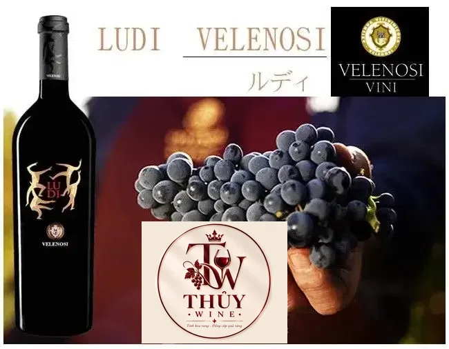 Vang Ludi velenosi biếu tết
