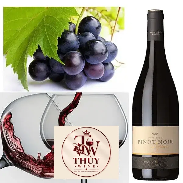 Địa chỉ bán vang phap pinot noir pays d oc elegance giá rẻ nhất