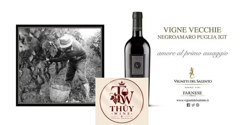Káº¿t quáº£ hÃ¬nh áº£nh cho vang Ã½ vigne vecchie negroamaro