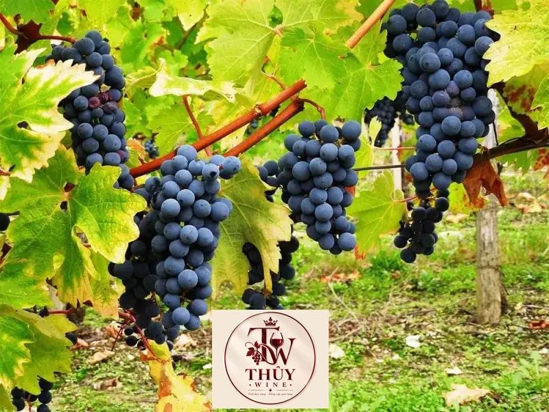 Giống nho Carmenere