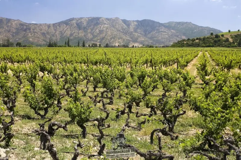 Vang Chile CHATEAU BULL RIDER ICON RED BLEND