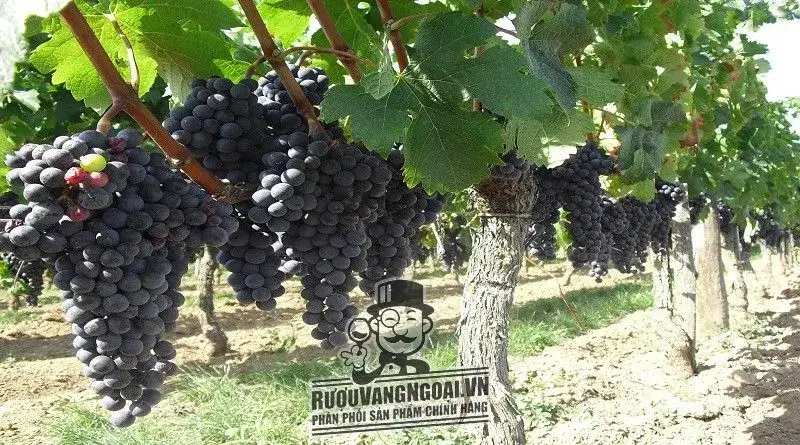 Vang Ý CHÌA KHÓA SEGRETO PUGLIA 16 ĐỘ