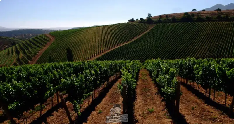Vang Chile ERRAZURIZ MAX RESERVA BLEND
